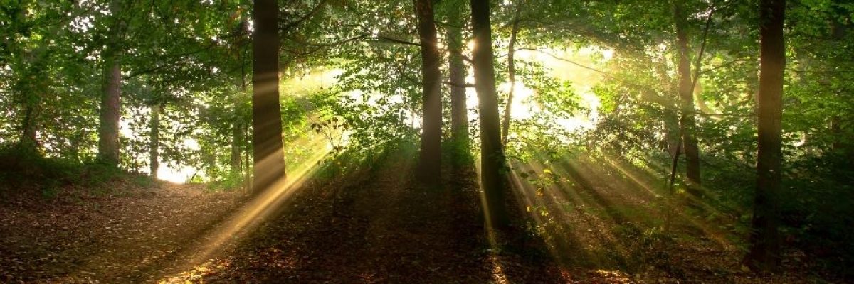 Un refugio de calma y armonía, donde la naturaleza inspira paz eterna.